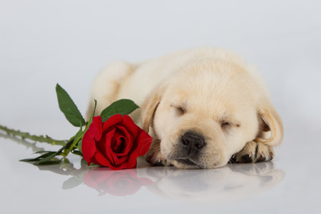 Labrador puppy sleeping on white with red rose studio shotの写真素材