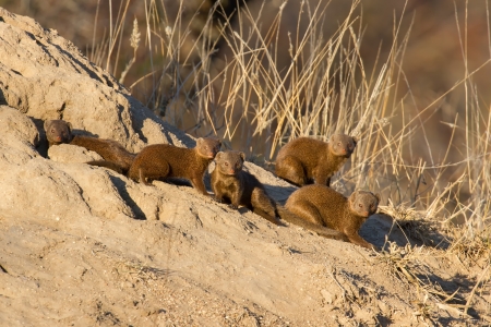 Family of dwarf mongoose sitting on termite nest restingの写真素材