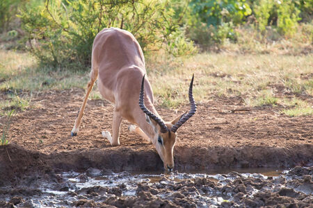 Impala ram down on his knees drinking water at sunset in a small poolの写真素材