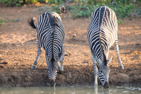 Two zebra down on their knees drinking water at sunset in a small pool with oxpeckersの写真素材