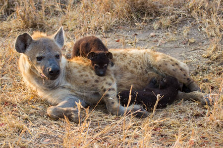 Hungry hyena pups drinking milk from mother suckle lying downの写真素材