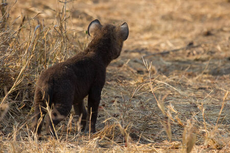 Small hyena pup playing standing outside its den in early morning sunの写真素材
