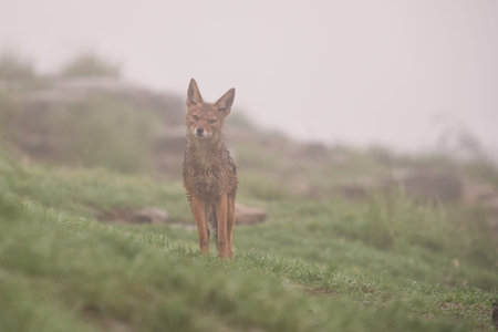 Wet black backed jackal standing in the rain and fog looking for food