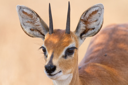 Close-up of steenbok ram head with beautiful harns detail standing in the shadeの写真素材