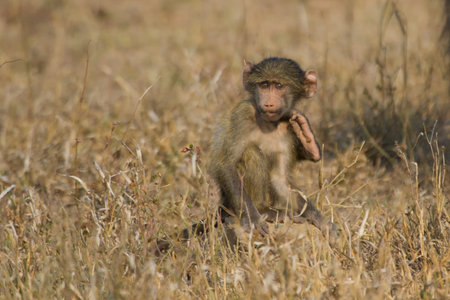 Cute baby baboon sit in brown grass learning about nature and what to do
