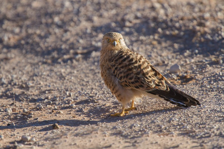 Greater kestrel sitting on a road in the Kalahari (Falco rupicoloides)