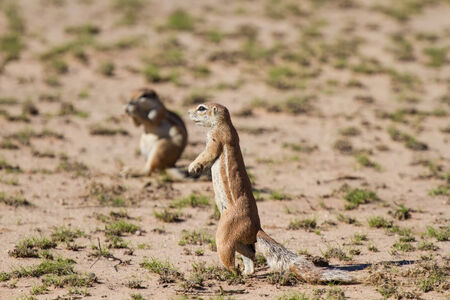 Cute ground squirrel searching for food in the dry Kgalagadi desert の写真素材