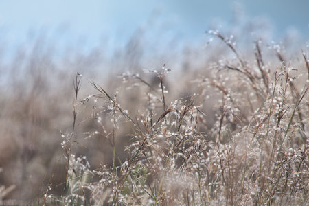 Delicate wild grass backlit in the early morning sun with bokeh reflections