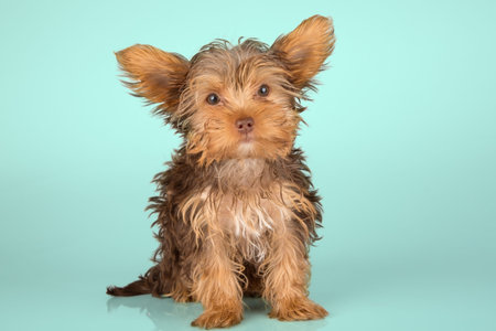 Yorkshire Terrier puppy standing in studio looking inquisitive on green background