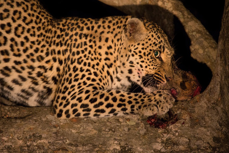 Hungry leopard eat a dead prey in tree at nightの写真素材