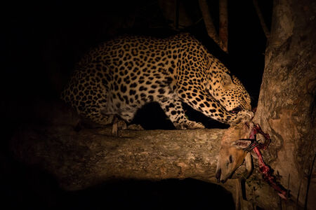 Hungry leopard eat a dead prey in tree at nightの写真素材