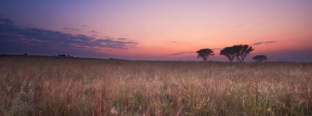 Cold cloudless morning sunrise with trees, grass and fogの写真素材