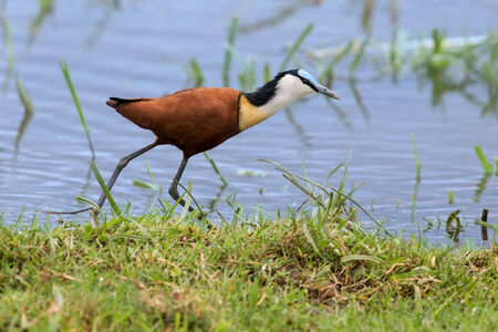 African jacana plod along on water plants chasing small insects to eatの写真素材