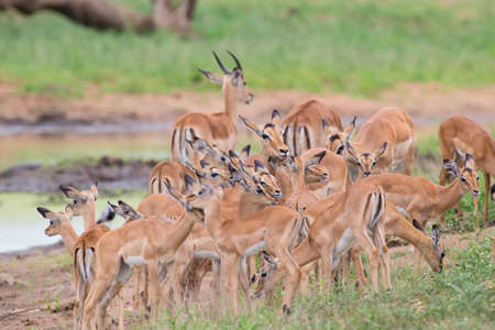 Impala doe caress her new born lamb in the dangerous environmentの写真素材
