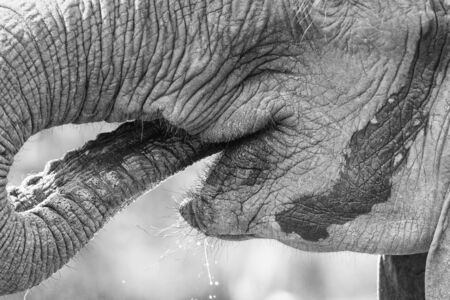 Close-up of elephant mouth drinking water with trunk artistic conversionの写真素材
