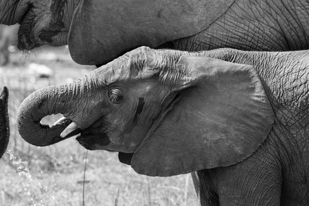 Close-up of elephant mouth drinking water with trunk artistic conversionの写真素材