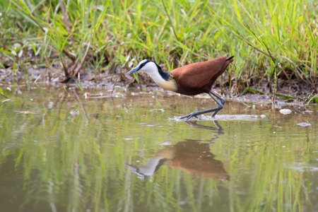African jacana plod along on water plants chasing small insects to eatの写真素材