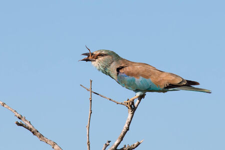 European roller in blue detail sitting on a branch in the sunの写真素材