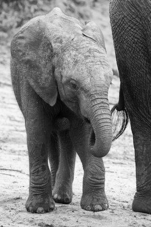 Elephant family drinking water to quench their thirst on a very hot day artistic conversion
