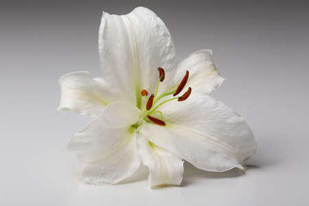 White lily close-up macro shot in a studio on pastel backgroundの写真素材