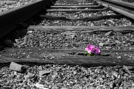 Old used railway tracks in duotone and a small flower in colour artistic conversionの写真素材