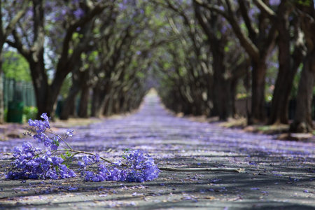 Suburban road with line of jacaranda trees and small branch with flowers on