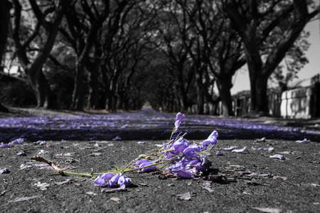 Suburban road with line of jacaranda trees and small branch with flowers onの写真素材