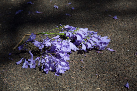 Macro of small purple jacaranda flowers lying on a tar road
