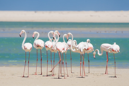 Flock of flamingos wading in the shallow lagoon waterの写真素材