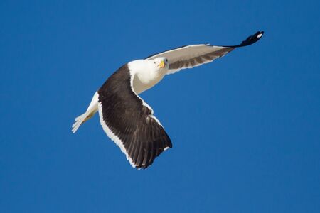 One lone Black back gull flying in bright blue skyの写真素材