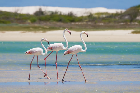 Flock of flamingos wading in the shallow lagoon waterの写真素材