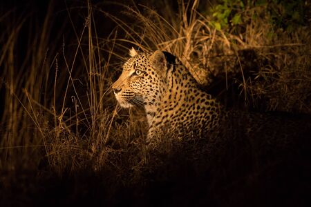Lone leopard hunting under the cover of darknessの写真素材