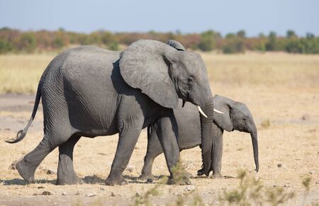 Elephant mother and calf walking while bonding relationshipの写真素材
