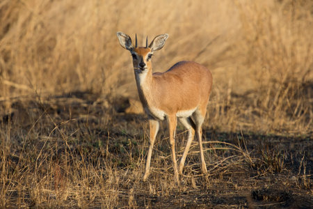 Single alert steenbok carefully graze on burnt grassの写真素材