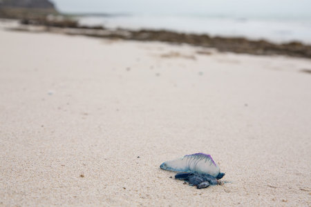 A dead and poisonous bluebottle lying on the beach sandの写真素材