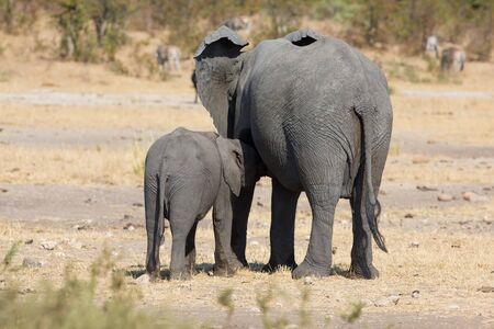 Elephant mother and calf walking while bonding their relationshipの写真素材