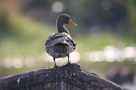 Yellow billed duck standing on branch and preen itselfの写真素材