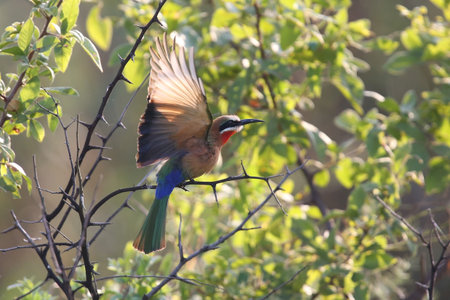 White fronted bee eater sitting on a branch to hunt for insects