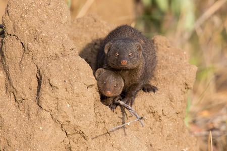 Dwarf mongoose family enjoy the safety of their burrowの写真素材