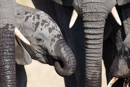 Elephant calf drinking water on a dry and hot dayの写真素材