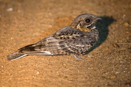 Fiery-necked nightjar sitting on a road in spotlight at nightの写真素材