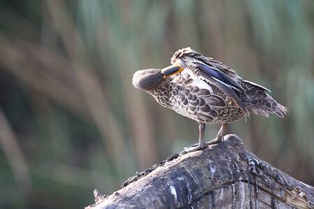 Yellow billed duck standing on branch and preen itselfの写真素材