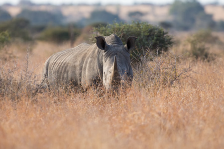 Lone rhino standing on a open area looking for safety from poachersの写真素材