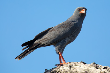 Beautiful dark chanting goshawk male sit on perch looking for preyの写真素材