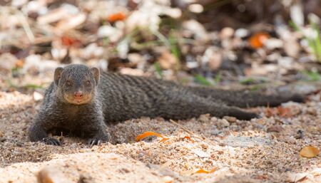 Banded mongoose rest lying flat on the sandの写真素材