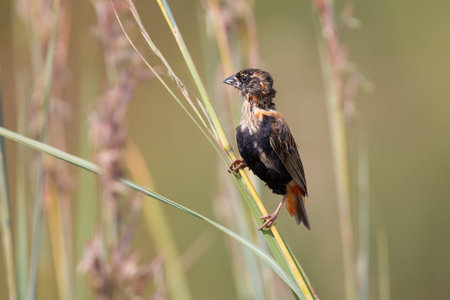 Red bishop is changing from his bright breeding colours to dull brown