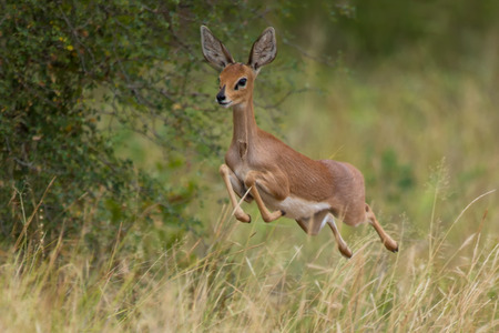 Single alert steenbok running away from danger in long grassの写真素材
