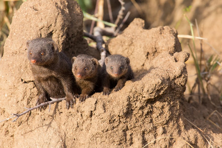 Dwarf mongoose family enjoy the safety of their burrowの写真素材