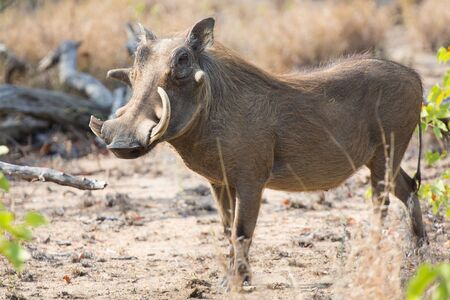 Warthog with big teeth walking among dry short grassの写真素材