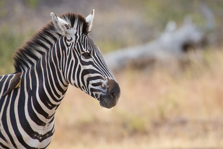 Zebra portrait in a colour photo with heads close-upの写真素材